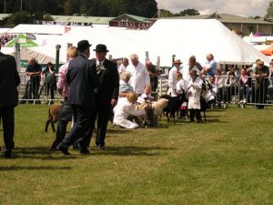 Juding sheep at the Great Yorkshire Show