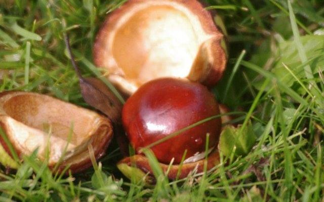 A shiny conker fresh out of the shell