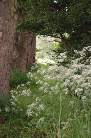 cow parsley under trees