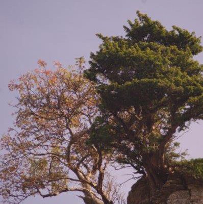Rowan and yew cling to a limestone outcrop